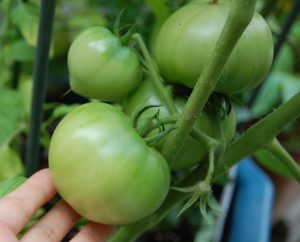 デルモンテの中玉トマトです