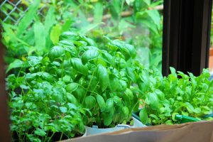 バジルが順調に育っています